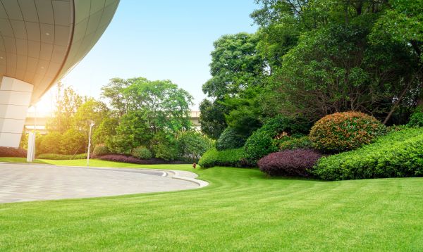 Commercial Shrub Trimming in New Braunfels
