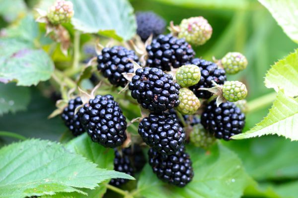 Blackberry Bush Removal in New Braunfels