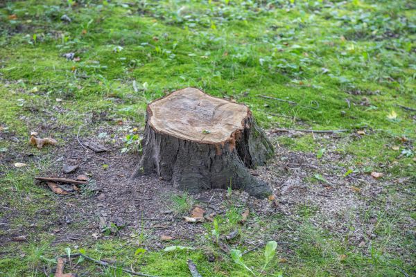 Bush Stump Removal in New Braunfels