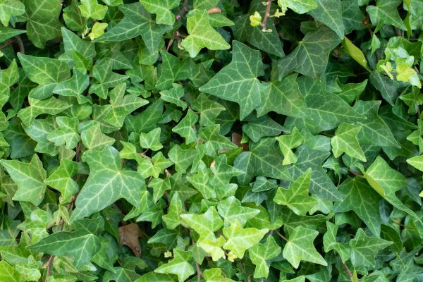 English Ivy Removal in New Braunfels