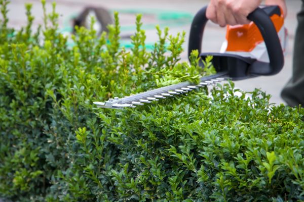 Hedge Pruning in New Braunfels