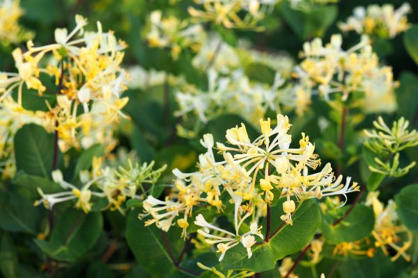 Honeysuckle Removal in New Braunfels