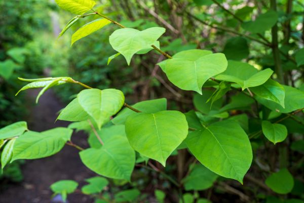 Invasive Plant Removal in New Braunfels