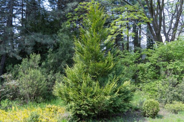 Juniper Pruning in New Braunfels