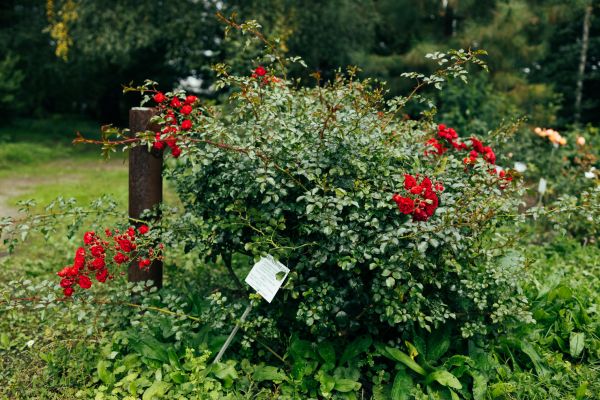 Rose Bush Removal in New Braunfels