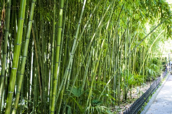 Bamboo Root Removal in New Braunfels