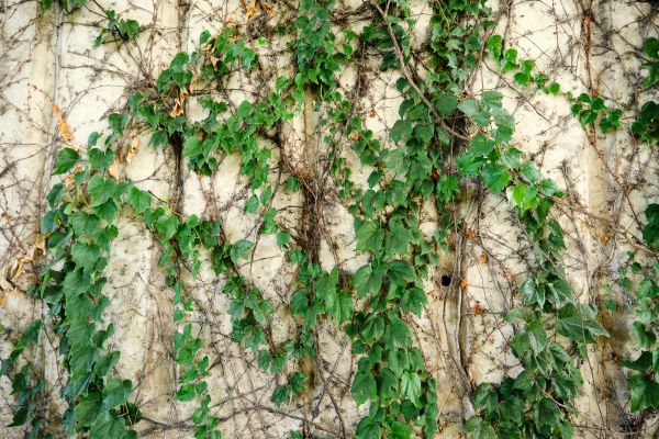 Vine Removal Service in New Braunfels