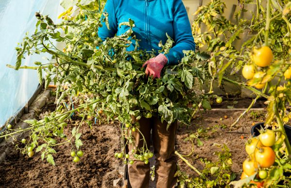 Cost of Garden Plant Removal in New Braunfels