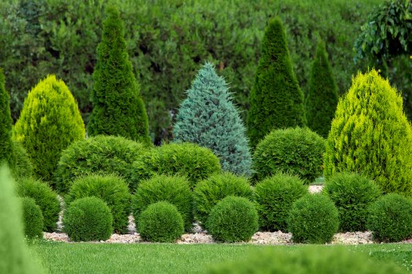 Shrub Shaping in New Braunfels