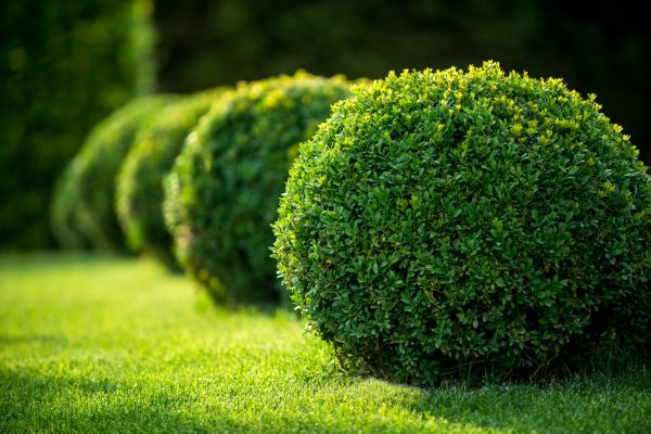 Bush Pruning in New Braunfels