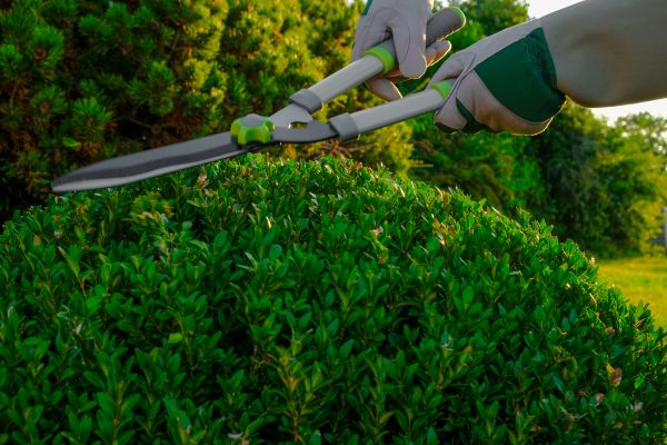 Cost of Topiary Shearing in New Braunfels