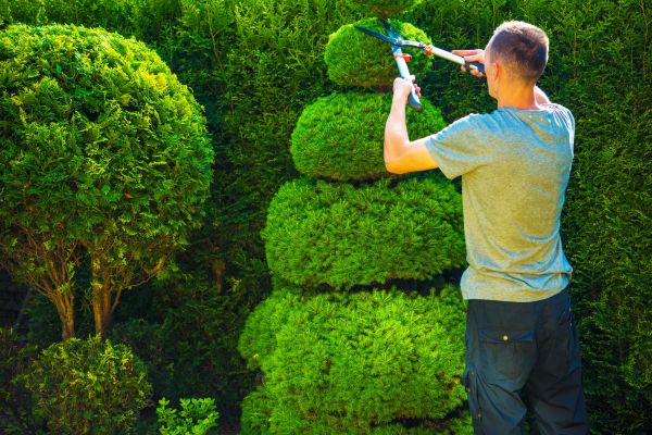 Cost of Topiary Shaping in New Braunfels