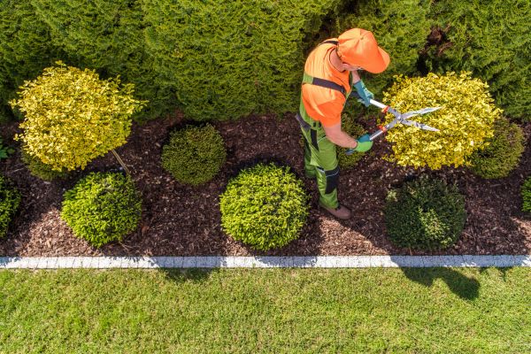 Topiary Trimming in New Braunfels