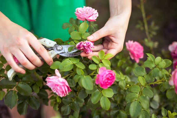 Cost of Rose Shearing in New Braunfels