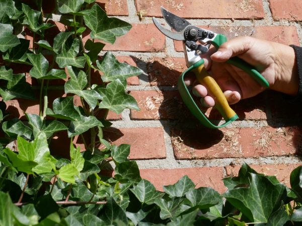 Ivy Removal Service in New Braunfels