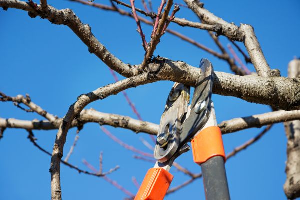 Selective Pruning in New Braunfels