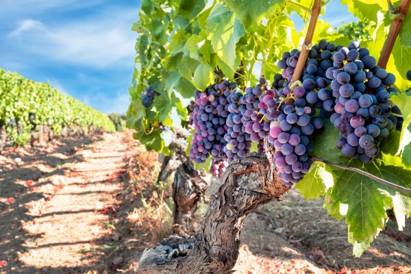 Grapevine Pruning in New Braunfels