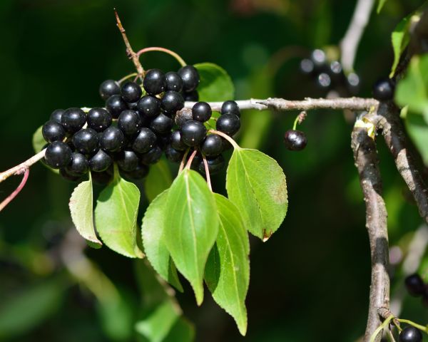 Buckthorn Removal in New Braunfels