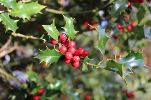 Holly Tree Trimming in New Braunfels
