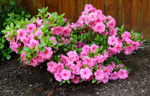 Cost of Azaleas Removal in New Braunfels