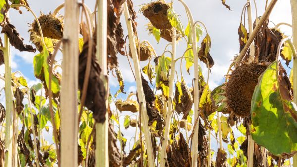 Cost of Dead Plant Removal in New Braunfels