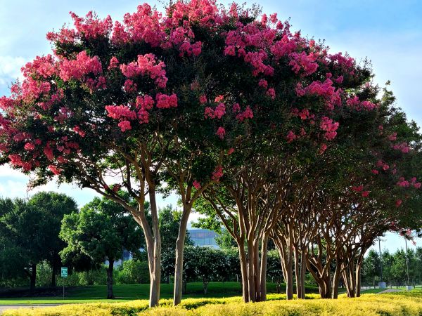 Crepe Myrtle Pruning in New Braunfels
