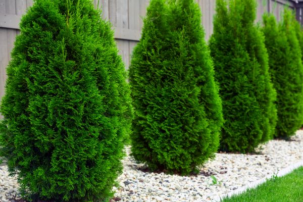 Arborvitae Pruning in New Braunfels