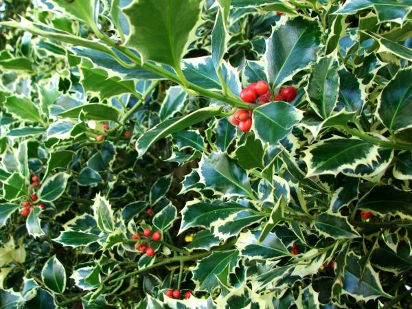 Holly Bushes Trimming in New Braunfels