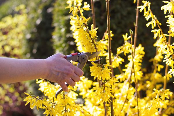 Forsythia Pruning in New Braunfels
