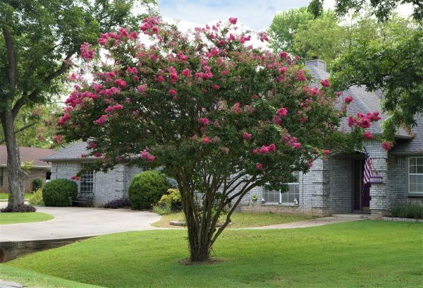 Crepe Myrtle Trimming in New Braunfels