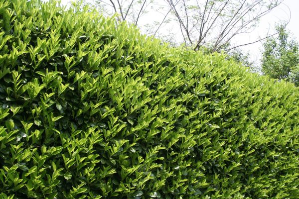 Cost of Laurel Shrub Removal in New Braunfels