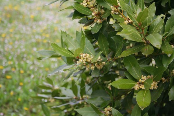 Laurel Trimming in New Braunfels