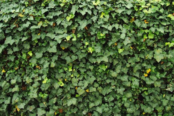 Cost of Ivy Pruning service in New Braunfels