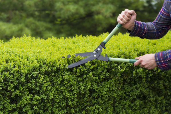 Evergreen Shrub Pruning in New Braunfels