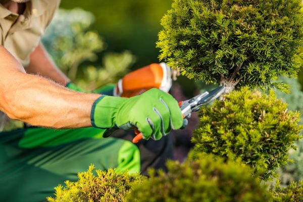 Landscape Pruning Service in New Braunfels
