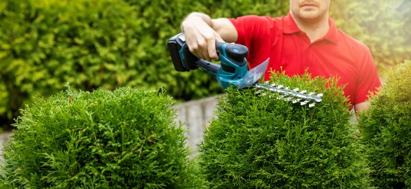 Cost of Hedge Shaping Service in New Braunfels