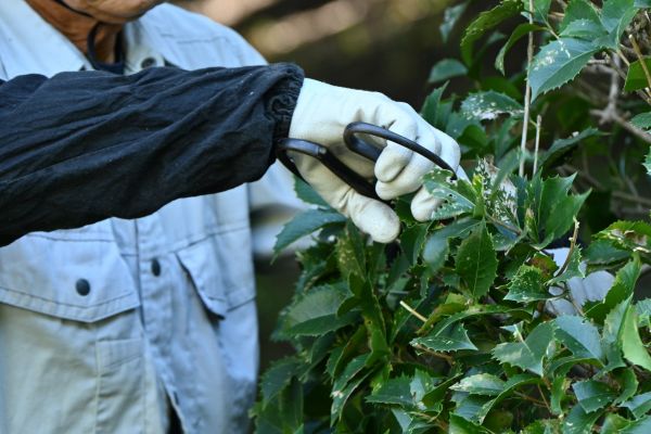 Holly Pruning in New Braunfels