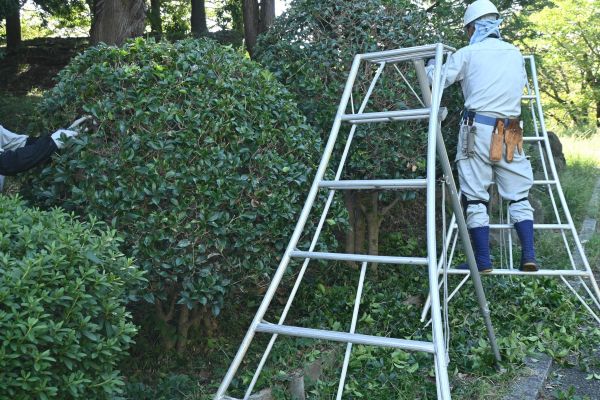 Cost of Holly Shaping in New Braunfels