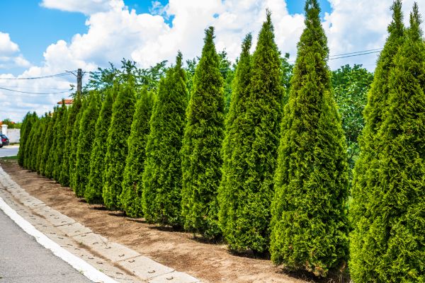 Cost of Arborvitae Shearing in New Braunfels