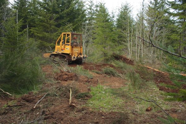 Cost of Shrubbery Clearing in New Braunfels
