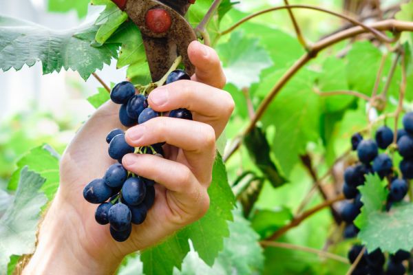 Vineyard Pruning in New Braunfels