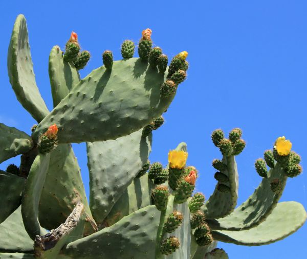Cactus Removal in New Braunfels