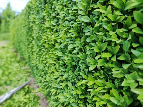 Boxwood Pruning in New Braunfels