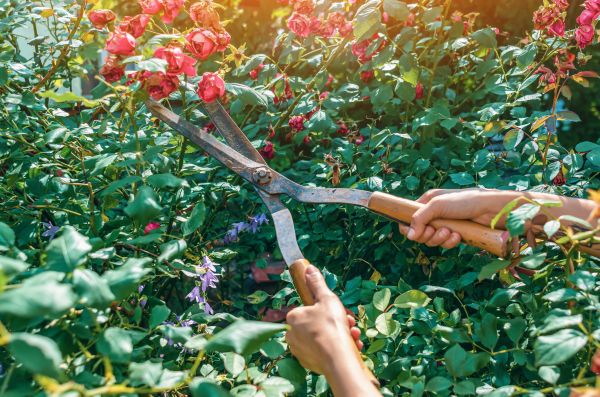 Knockout Roses Pruning in New Braunfels