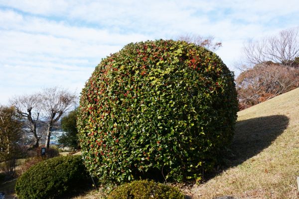 Holly Shrub Pruning in New Braunfels