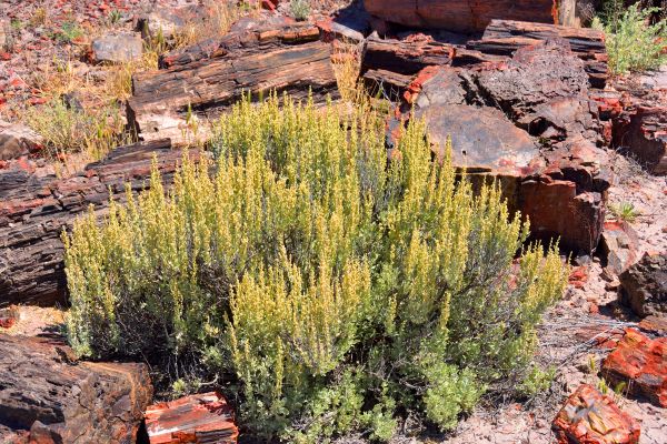 Sagebrush Removal in New Braunfels