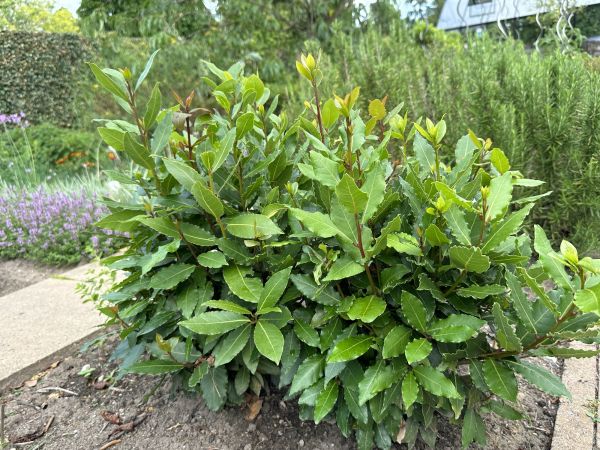 Laurel Hedge Trimming in New Braunfels