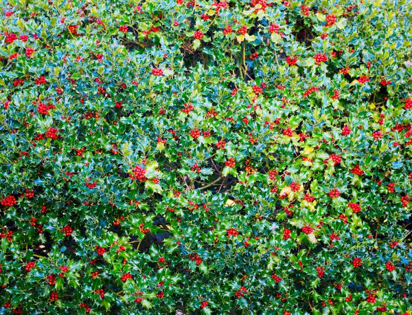 Holly Bush Removal in New Braunfels