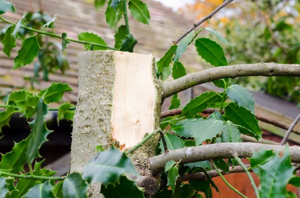 Holly Tree Removal in New Braunfels