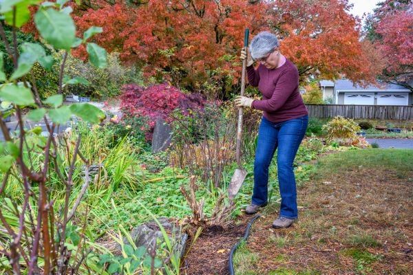 Dead Bush Removal in New Braunfels